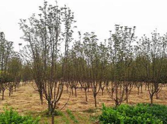 湖南花木基地哪個(gè)苗圃基地的綠化苗木規(guī)模化且綠化苗木標(biāo)準(zhǔn)化！