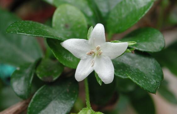 茶在植物學(xué)分類屬于什么科什么屬？