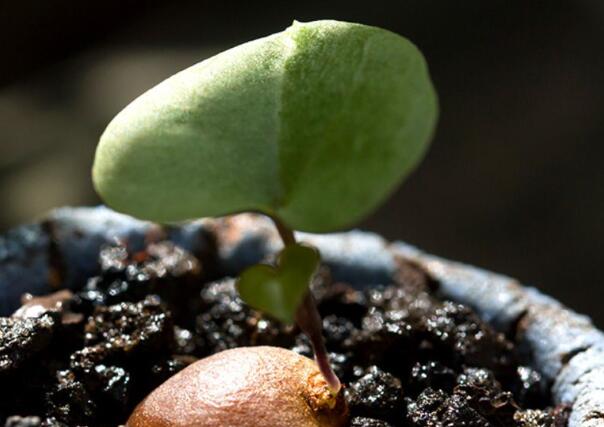 木質(zhì)莖的植物有哪些?他們又叫木本植物.