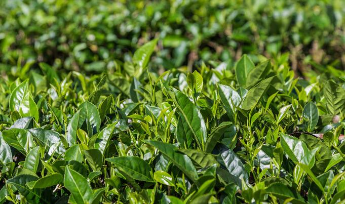 茶葉的植物(茶葉的植物學特征嫩枝莖成)