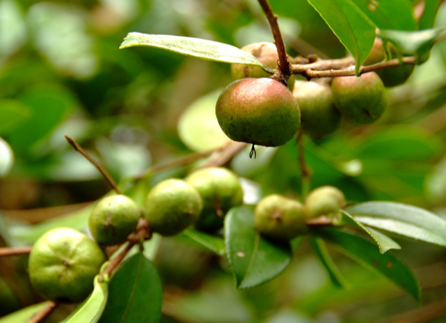 茶油產(chǎn)品介紹(茶油的介紹)