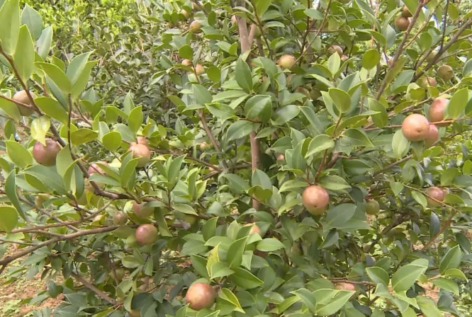 十大品牌茶油有哪些(茶油的品牌排行)