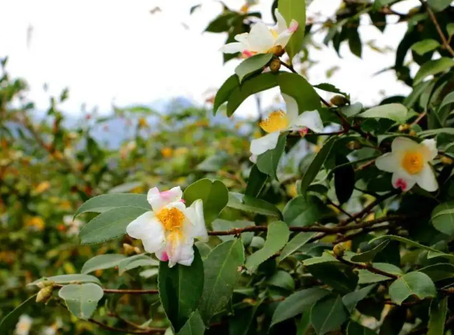 白花油茶種植前景？