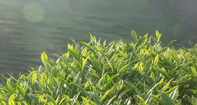 紫芽茶葉的功效(紫芽普洱茶的功效)