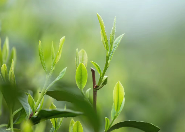 龍井茶葉簡介(龍井茶茶葉)