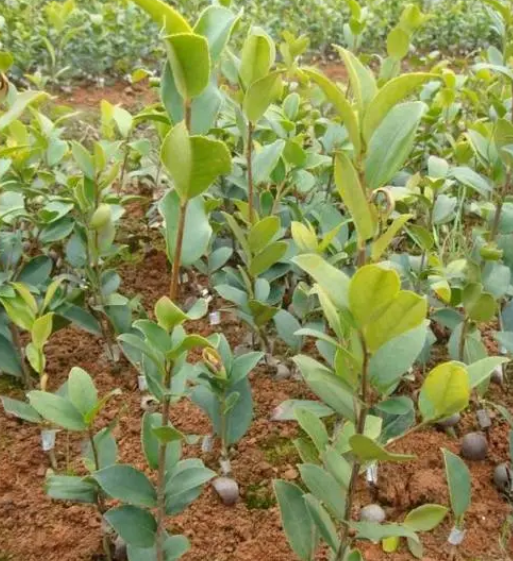 油茶樹(shù)種植方法（種植和管理油茶樹(shù)的指南）