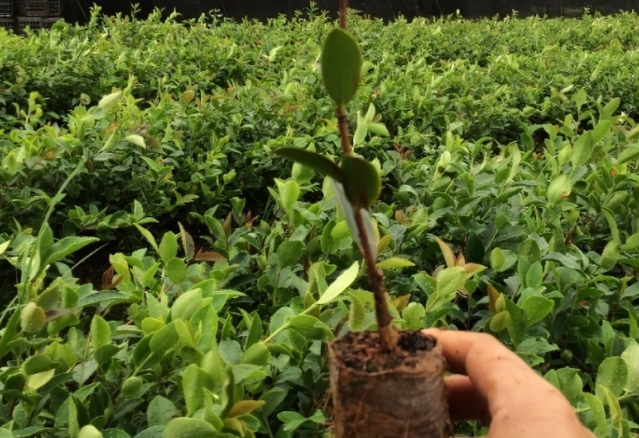 種植茶油樹的利益