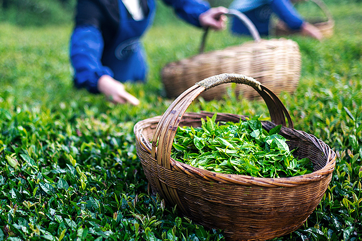 茶葉市場行情分析