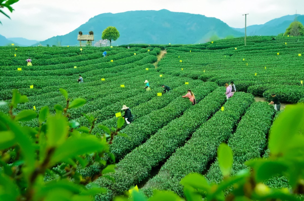 茶葉種植前景如何