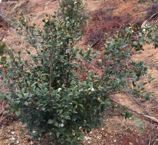 種茶油樹(shù)幾年可以采摘