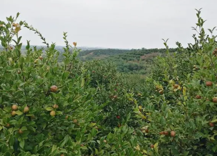 油茶渾身是寶，為什么種植油茶的人少之又少？