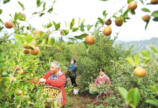 中國有一種“山茶油”，驚艷了全世界！