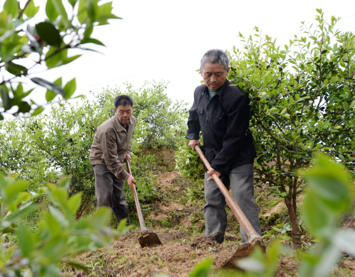 油茶樹種植技術及管理方法