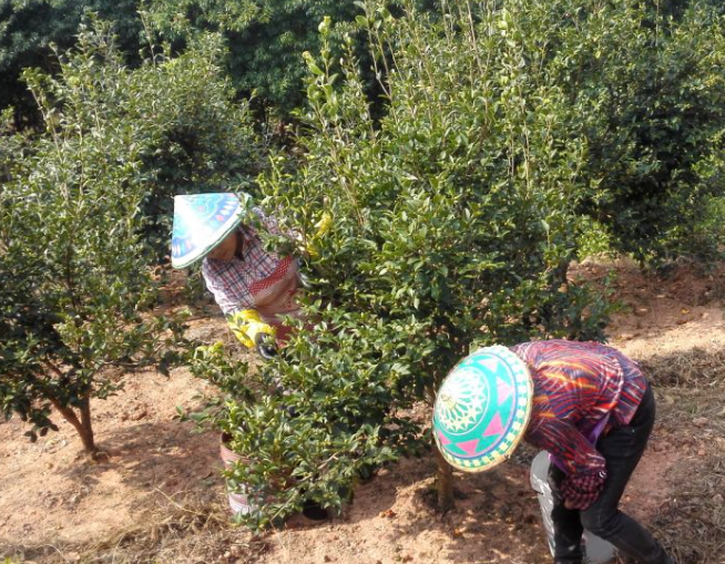 油茶樹種植技術(shù)及管理方法