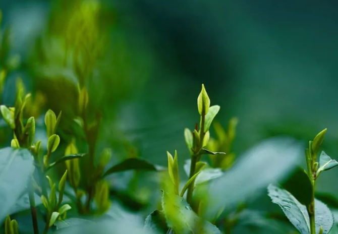 今年綠楊春茶行情預測