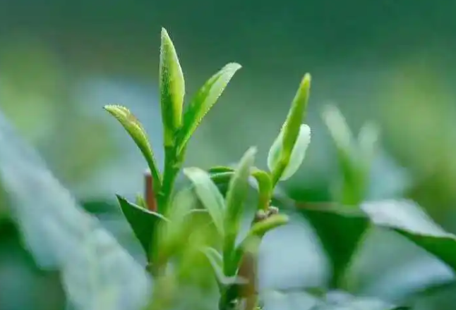 旁海水寨的明前茶開始采摘了