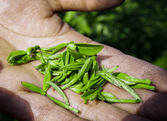 江蘇鎮(zhèn)江丹徒上黨鎮(zhèn)：近日茶園綠意濃，茶葉采摘忙