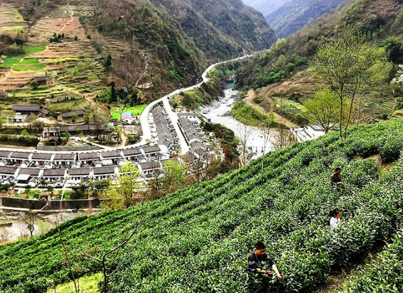 陽壩鎮(zhèn)茶葉采摘加工體驗(yàn)基地正式開放啦！